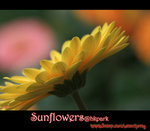 IMGP0788