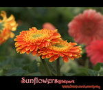IMGP0793
