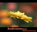 IMGP0806