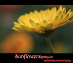 IMGP0815
