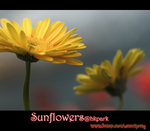 IMGP0818