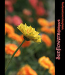 IMGP0822