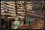 IMG_8975