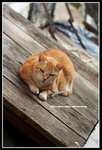IMG_8971