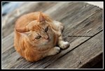 IMG_8972