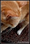 IMG_9007