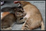 IMG_9012