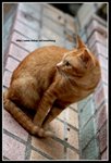IMG_9018