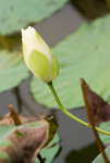 IMGP5994