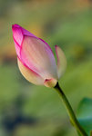 IMGP5998