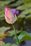 IMGP6016