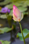 IMGP6017