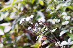 super-takumar3535 (8)