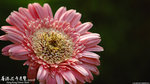 P3152206a