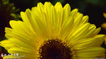 P3152262a