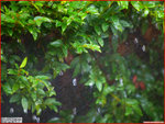 PC245082a