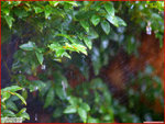 PC245083a