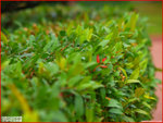 PC245085a