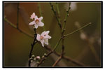 YCW_1686