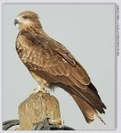 YCW_0335
