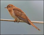 DSC_0556_040