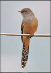 DSC_0559_042