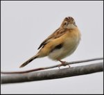 DSC_0433_005