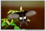 �ɱa��
YCW_0177