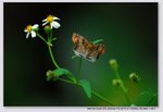 ���ͧ˽�
YCW_0279