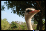 ostrich