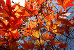 DSC_0063_japan08_ui