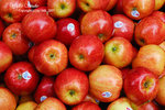 DSC_0023_fruit_word