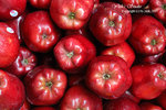 DSC_0031_fruit_word