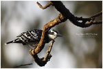 

IMG_0161 Pied Kingfisher �Z����