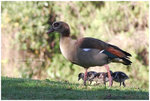 
IMG_0397 Egyptian Goose �J�ζ�
