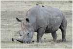 
IMG_08345 White Rhinoceros �յR��