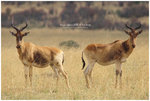 

IMG_6913 Hartebeest �X��