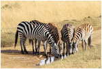 
IMG_7098 Zebra ����