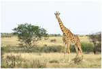 
IMG_7196 Giraffe ���V��