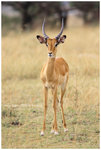 
IMG_7209 Impala �´���