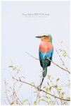 
IMG_7239 Lilac-breasted roller �P����k��