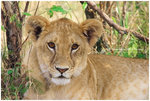 
IMG_7256 Lion ��l