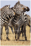
IMG_7268 Zebra ����