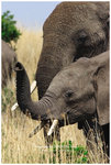 

IMG_7286 African Savanna Elephant �D�w�H