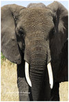 


IMG_7310 African Savanna Elephant �D�w�H