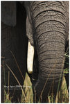 

IMG_7370 African Savanna Elephant �D�w�H