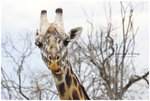 
IMG_7462 Giraffe ���V��