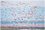 
IMG_8147 Flamingo ���b
