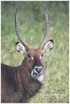 

IMG_8468 Waterbuck ����