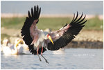 
IMG_8597 Pelican ���Z